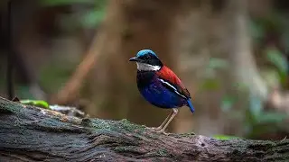 Blue-headed pitta (Hydrornis baudii) 4K