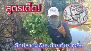 สูตรดักปลาตะเพียนใช้ต้นยางอึ่ง รับประกันหมานแน่นอน