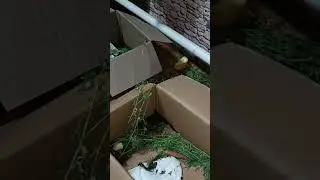 Заяц жив 😁!