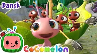 Sejl, sejl i din båd | CoComelon Dansk | Moonbug Børn Dansk - Sange og tegnefilm for børn