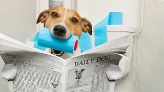 Por que Os Cachorros Gostam de seguir seus Donos? Até no Banheiro?