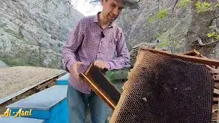Асалари купайтиришни яна бир сири