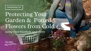 Protecting Garden and Potted Flowers from Cold using Frost Blankets, by Tagawa Gardens