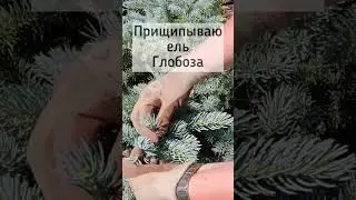 Формирую ель Глобоза🍀🍀 Picea pungens Glauca Globosa🍀🍀 Как прищипывать ель колючую.🍀🍀 Хвойные🍀🍀