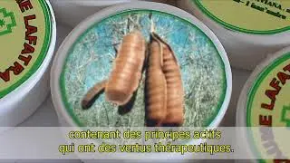 Baume dermatologique Lafatra à base d'extraits et d'huiles essentielles de plantes endémiques (FR)