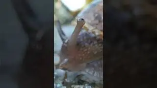 Regardez ce qu’on peut voir avec cet objectif ! 