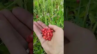 Суниця польова дуже смачна ціле поле зачервоніло
