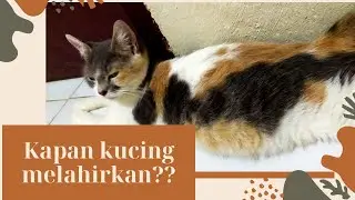 Ciri-ciri kucing mau melahirkan