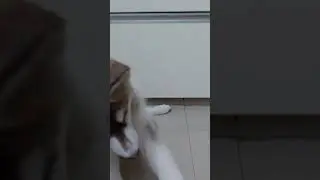 Its husky ! Adorable and Intelligent
