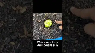 How to get unlimited supply of Celery