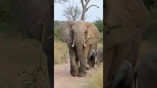 Unveiling the beauty of African Wildlife 