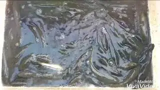 Types of fish