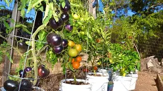 How to use organic fertilizer for tomatoes in containers