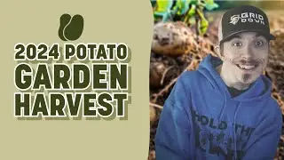 Garden 2024 Season | Potato Garden Harvest