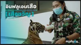คนค้นฅน : เสือขวัญ อินฟลูเอนเสือ | เสือขวัญ ขวัญใจชาวโซเชียล