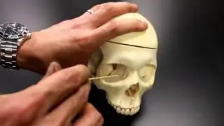 SKELETAL SYSTEM ANATOMY: Anterior aspect of the human skull