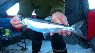 Форель,Кижуч Аляски. Рыбалка в сильный мороз.