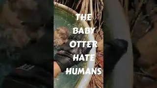 Otter Tiar Learned To Swim Fast Before Returning To The Mangrove Forest