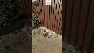 Отдыхающие заботятся о кошках и котах!