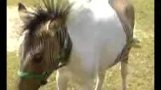 Зеброид Zebroid