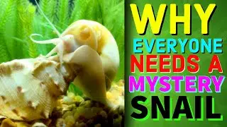 Why Everyone Needs A Mystery Snail