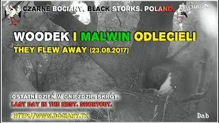 Woodek and Malwin flew away (23.08). Black Storks from Poland 2017.