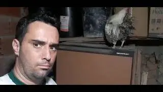 Homem matando galo ao vivo