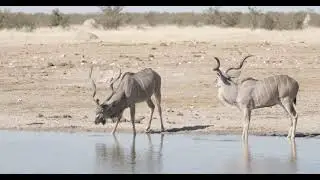 Animals at Waterhole || African Forests