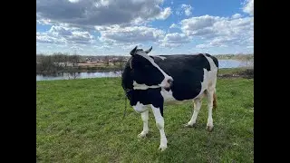 Подготовка к пастбищному сезону/Прямой эфир