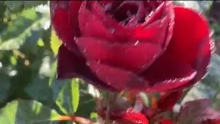 Роза Лаваглут 🌹Rose Lavaglut флорибунда