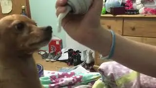 Teddy’s food review, clap clap!