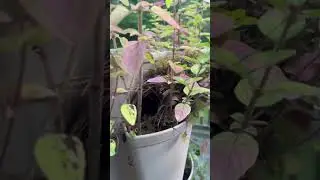 Surprise in the #greenstalk #garden #gardening #backyardgardening #backyardgarden #shorts