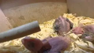 9-13 day old cockatiel chicks.