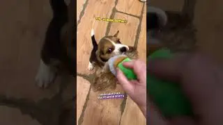 Приехали в гости к нашему щену! Рыдаю😭❤️