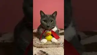 котики в тик ток