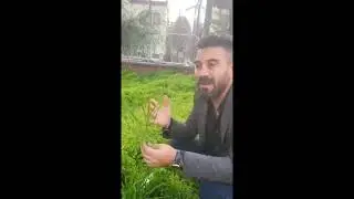 1 tane buğdaydan kaç buğday çıkar. Ata tohumu binlerce yıllık siyez buğdayı. Hızlandırılmış video
