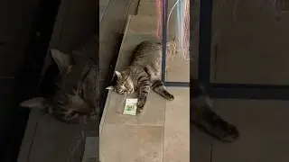 Даже коты 🐱 работают , а вы ? 😃🤝🏻❤️Всем привет из теплого Сочи ☀️