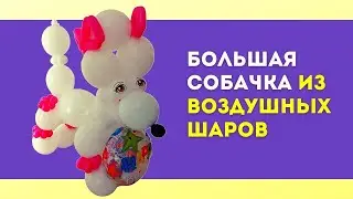 Большая собачка из воздушных шаров своими руками