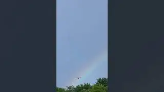 Somewhere Over the Rainbow Birds Fly #shorts #reels #youtubeshorts #shortsvideo