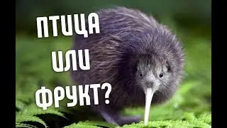 Почему Птицу Киви так назвали? | И почему она не летает?