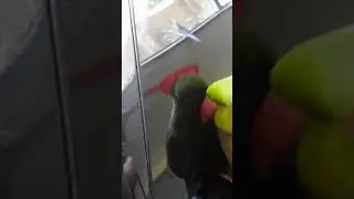 WORLD'S CUTEST PARROT RAPS BABY ? |Ringneck Speaks! | #shorts