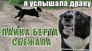 Лайка Берта сбежала со двора! Как она выходит? Куры тоже сбежали😨 Кормлю собак салом