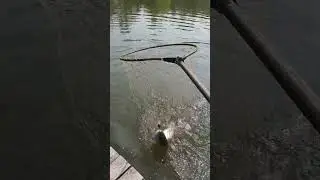 Рыбалка на Азарт 2 форель