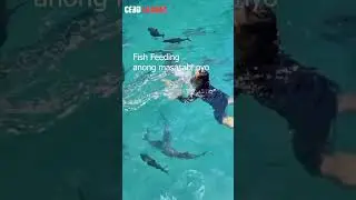 Fish Feeding #shorts