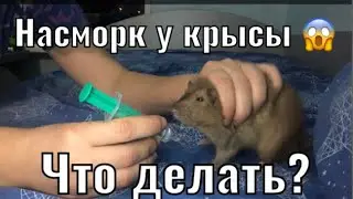 Насморк у крысы, что делать?