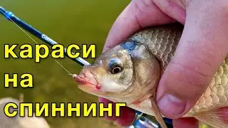 Караси на спиннинг . Мормышинг