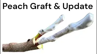 Grafting Peach with update (three weeks later)