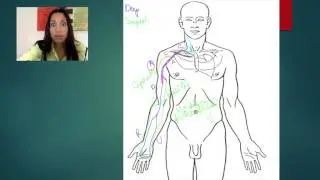 8. Veins of the Upper Limbs