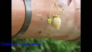 Клубника в трубах