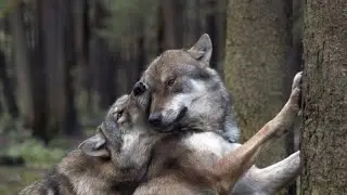 The mating of a female wolf with a dog is very strange.